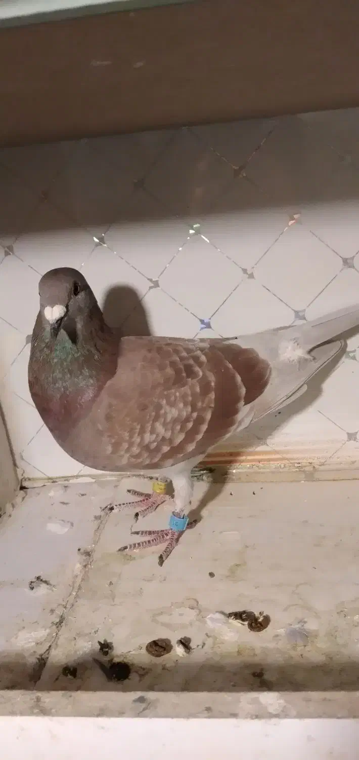 دوبر قوری پلاک ۲۰۲۵|پرنده|کوثر, |دیوار