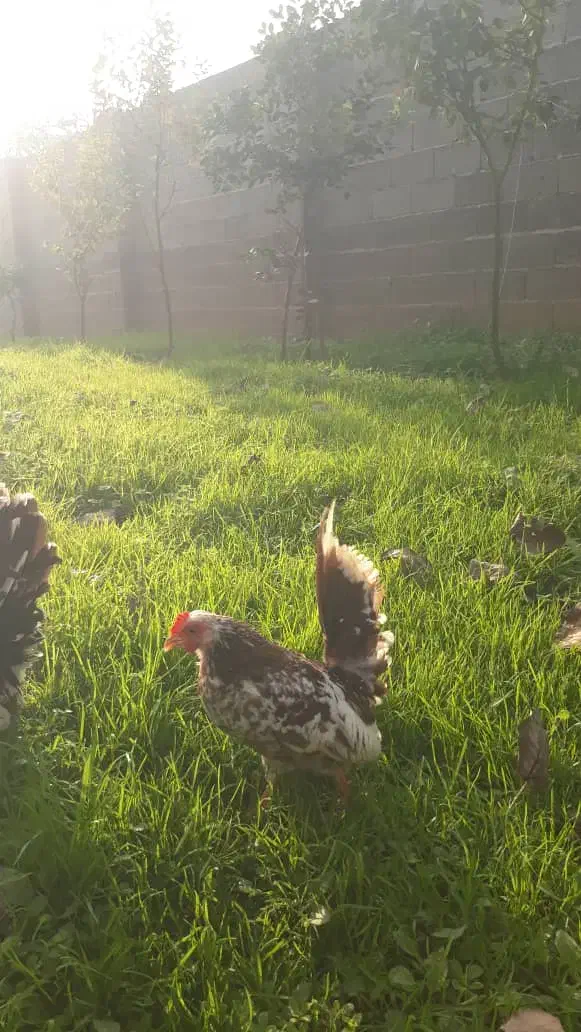 مرغ و خروس جاپنیز|حیوانات مزرعه|رشت, گلسار|دیوار