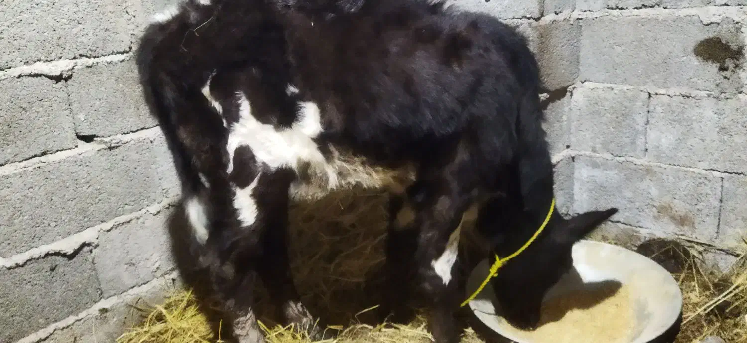 لیشه ۴ ماه|حیوانات مزرعه|لولمان, |دیوار