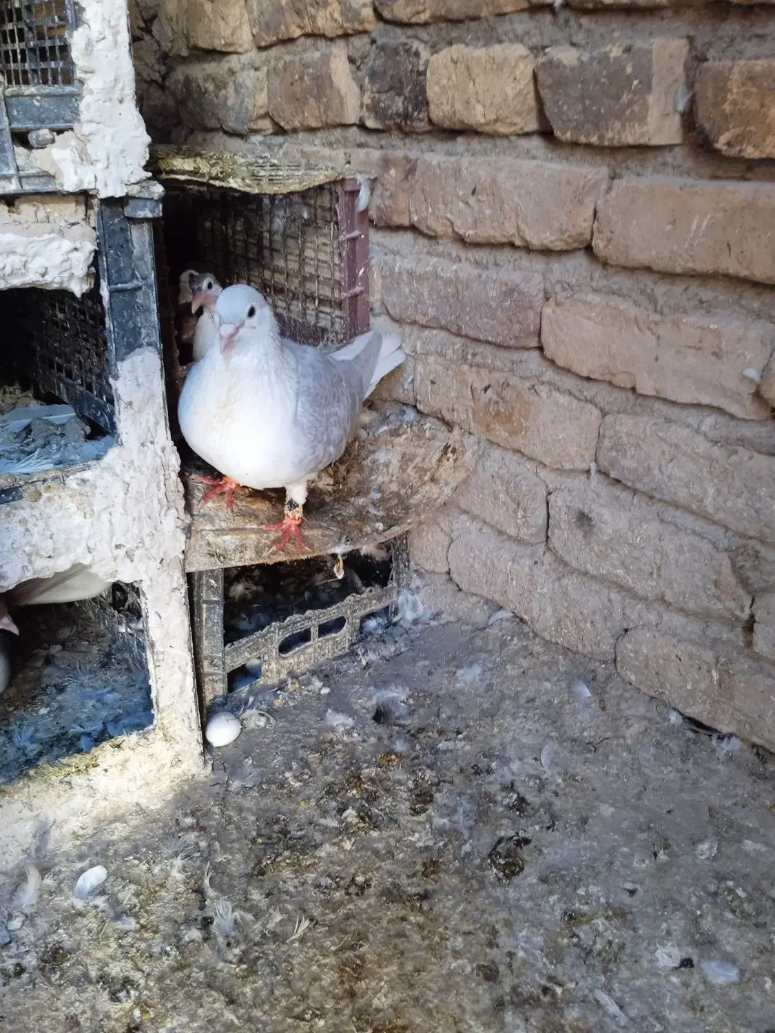 کبوتر|پرنده|آشخانه, |دیوار