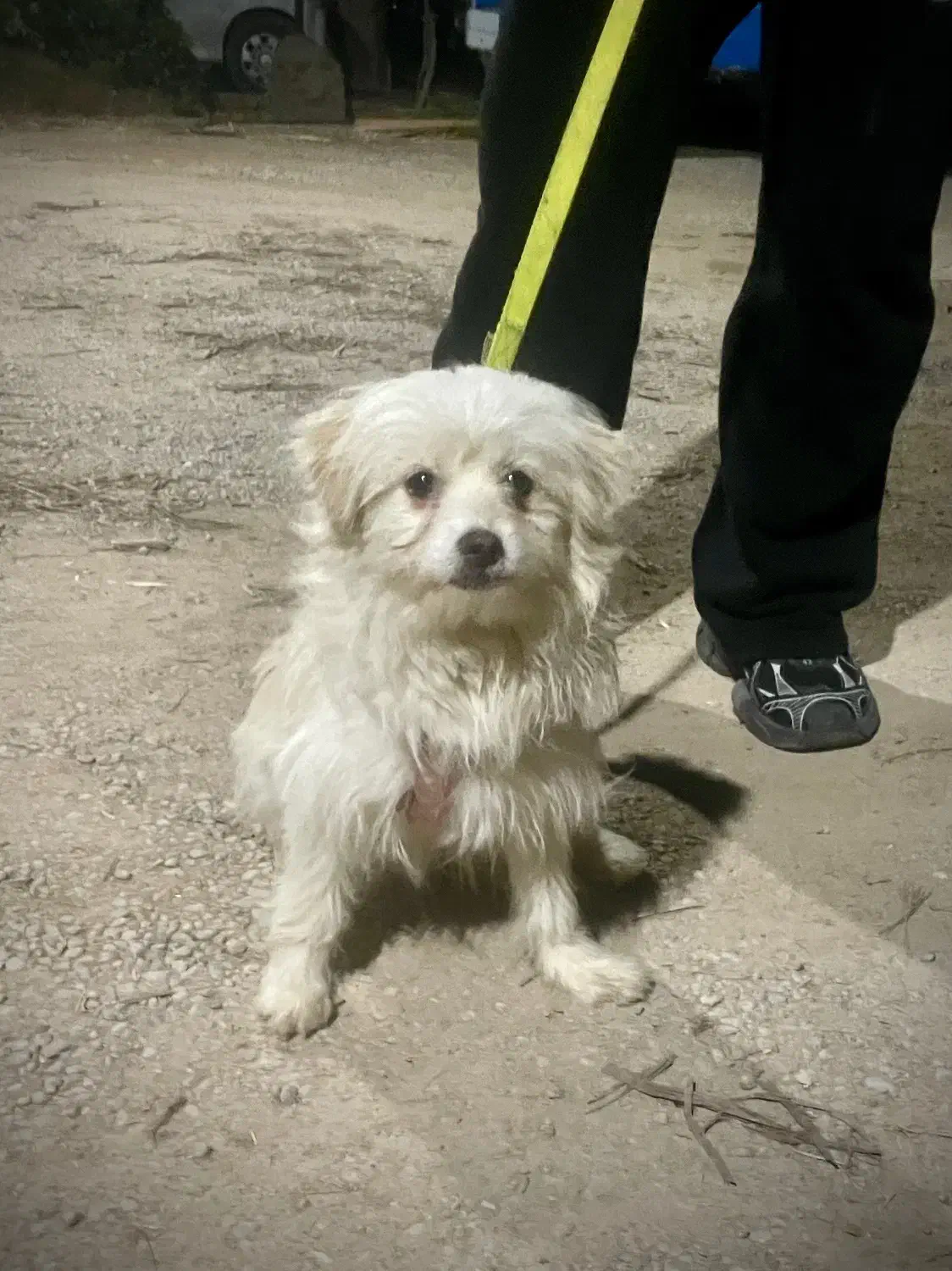 سگ اشپیتز خیلی اروم|سگ|یزد, |دیوار