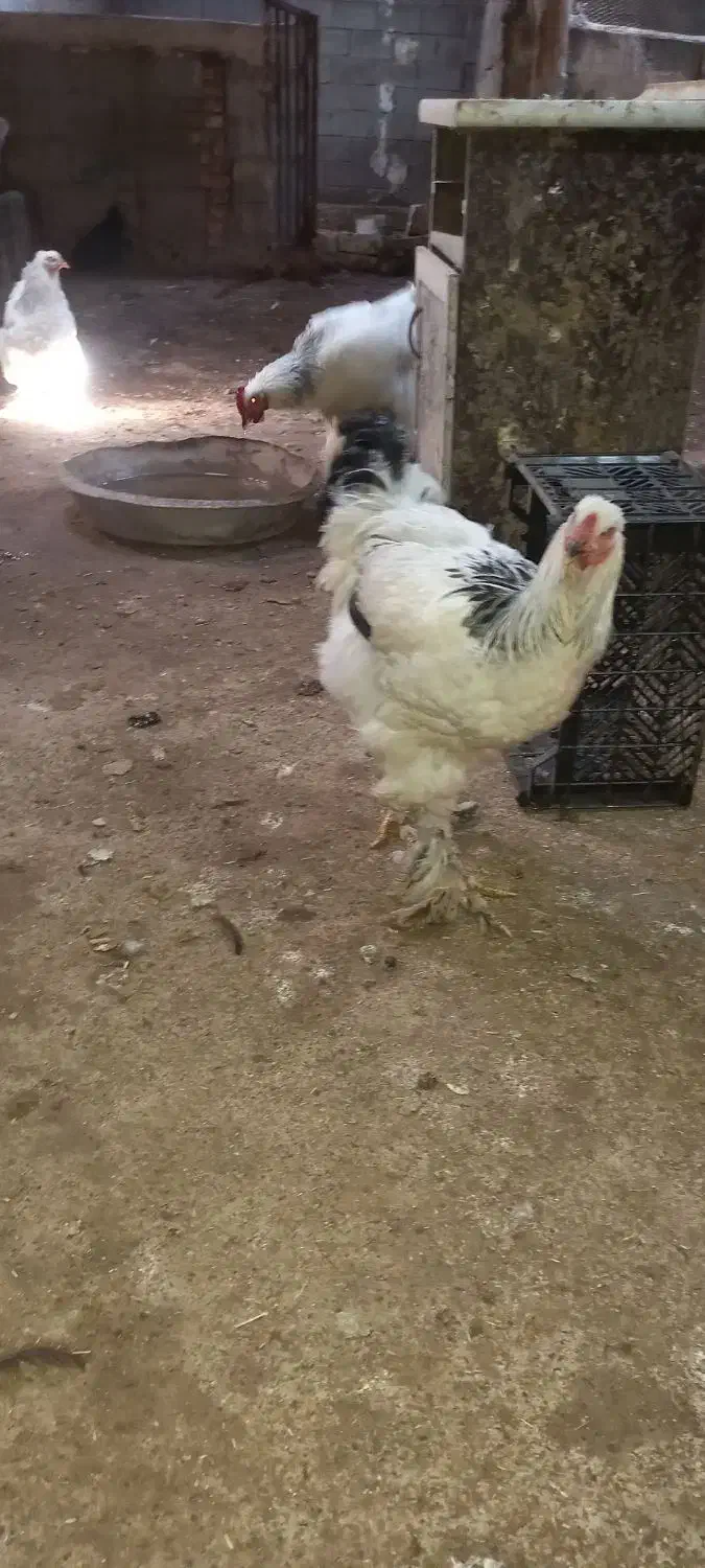 مرغ خروس برهما|حیوانات مزرعه|کشکسرای, |دیوار