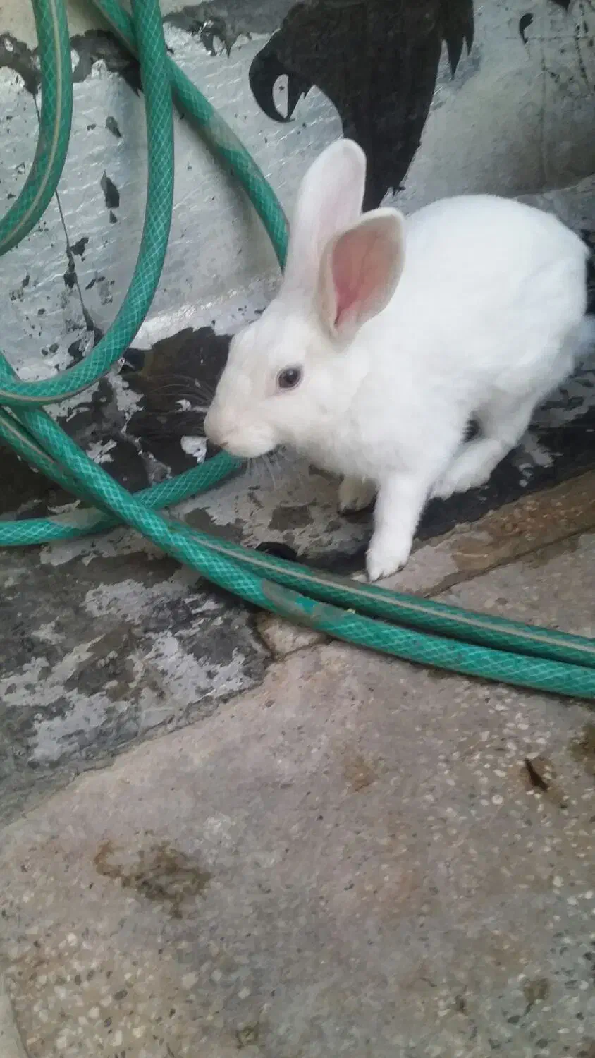 خرگوش سفید چشم آبی|موش و خرگوش|کازرون, |دیوار