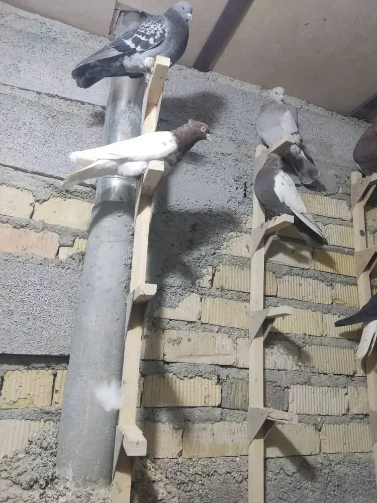 کفتر|پرنده|شیراز, شهرک صادقیه|دیوار