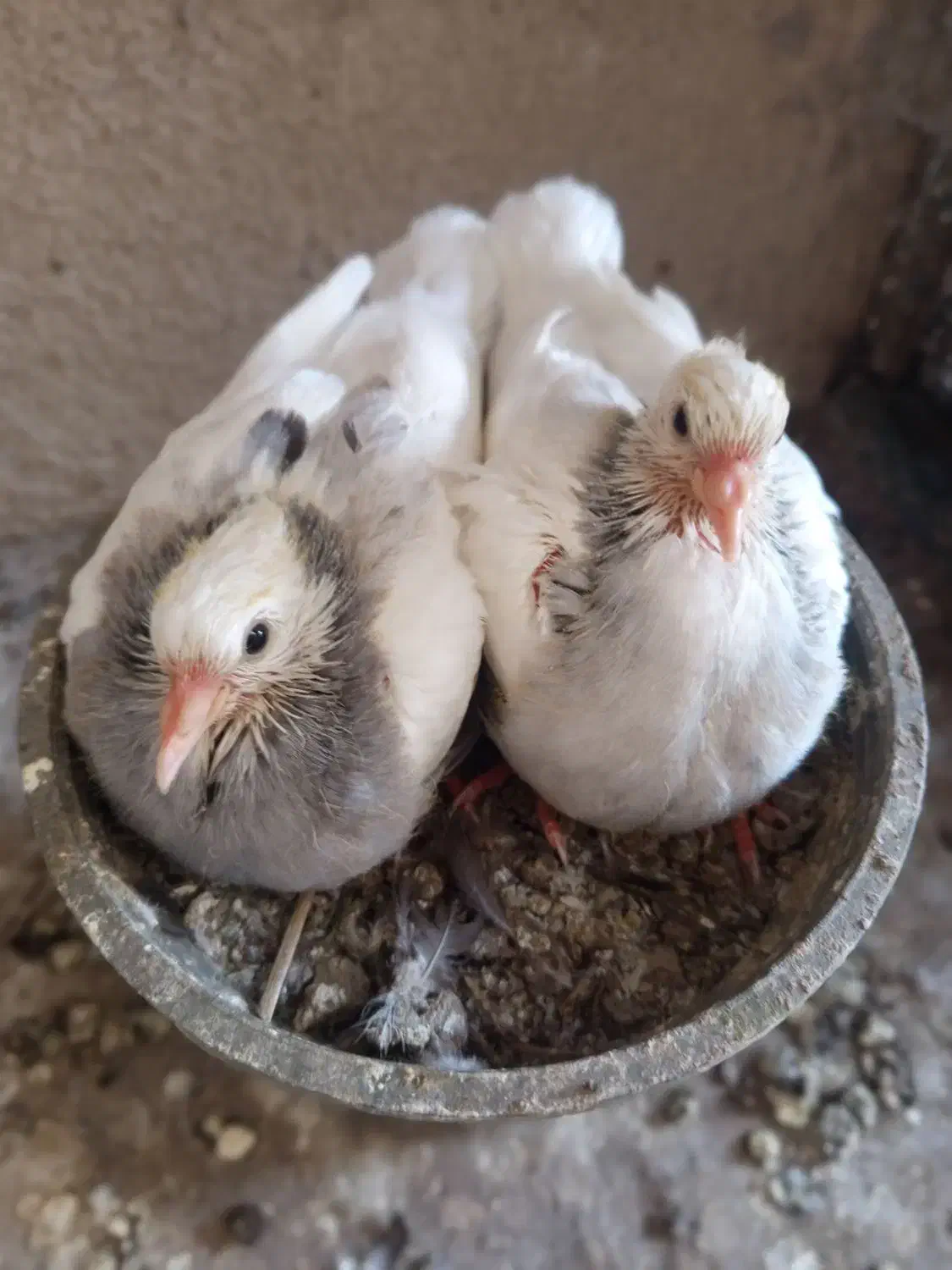 یک جفت کبوتر با جوجه هاشون|پرنده|چابهار, |دیوار