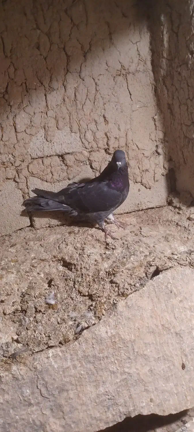 ۹ عدد پرشی به شرط|پرنده|نمین, |دیوار