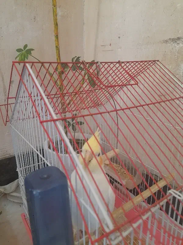 فروش|پرنده|جوکار, |دیوار