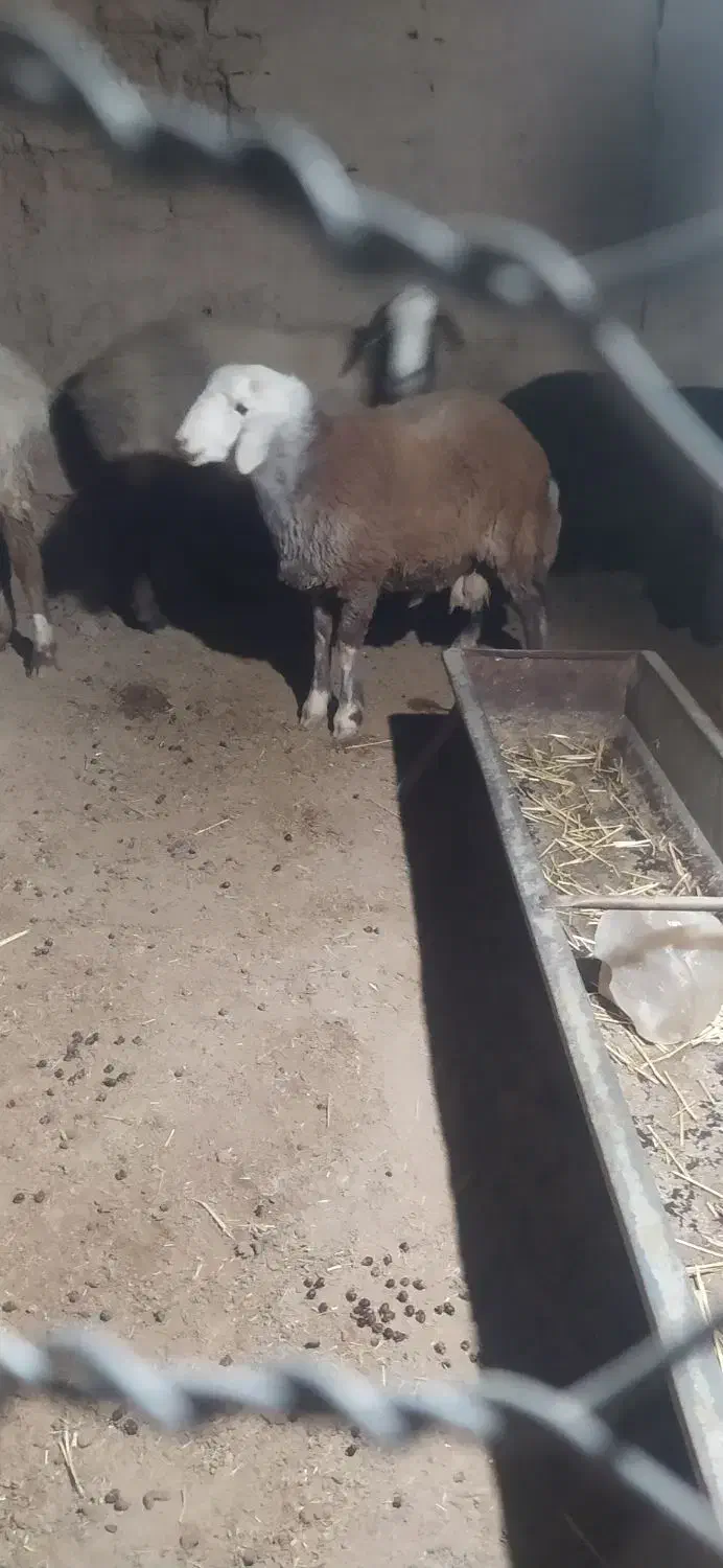 بره نر سنجابی|حیوانات مزرعه|جوین, |دیوار