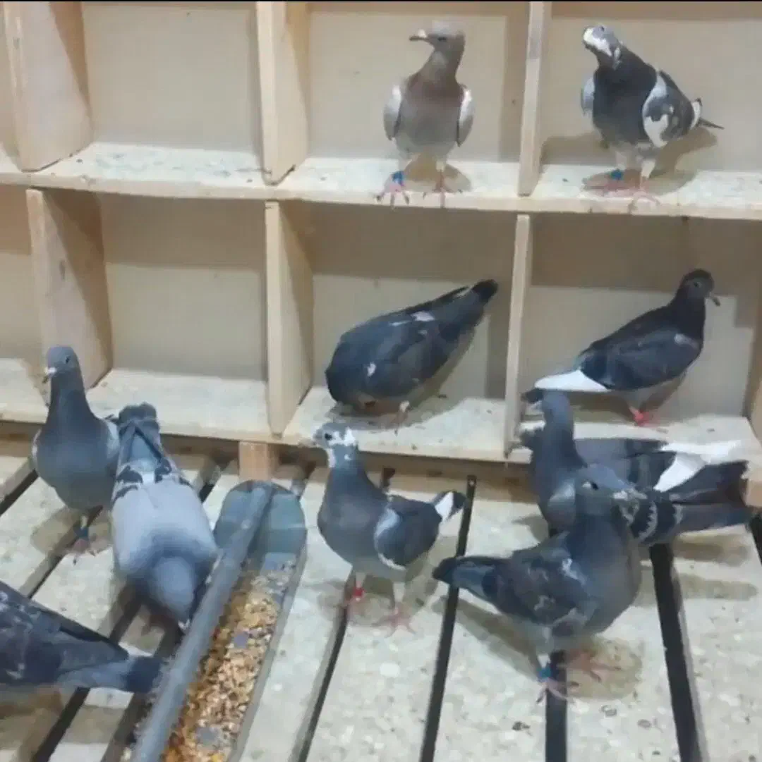 جوجه پلاکی|پرنده|اهواز, امانیه|دیوار