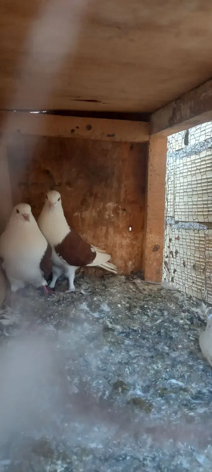 کبوتر|پرنده|یزد, |دیوار