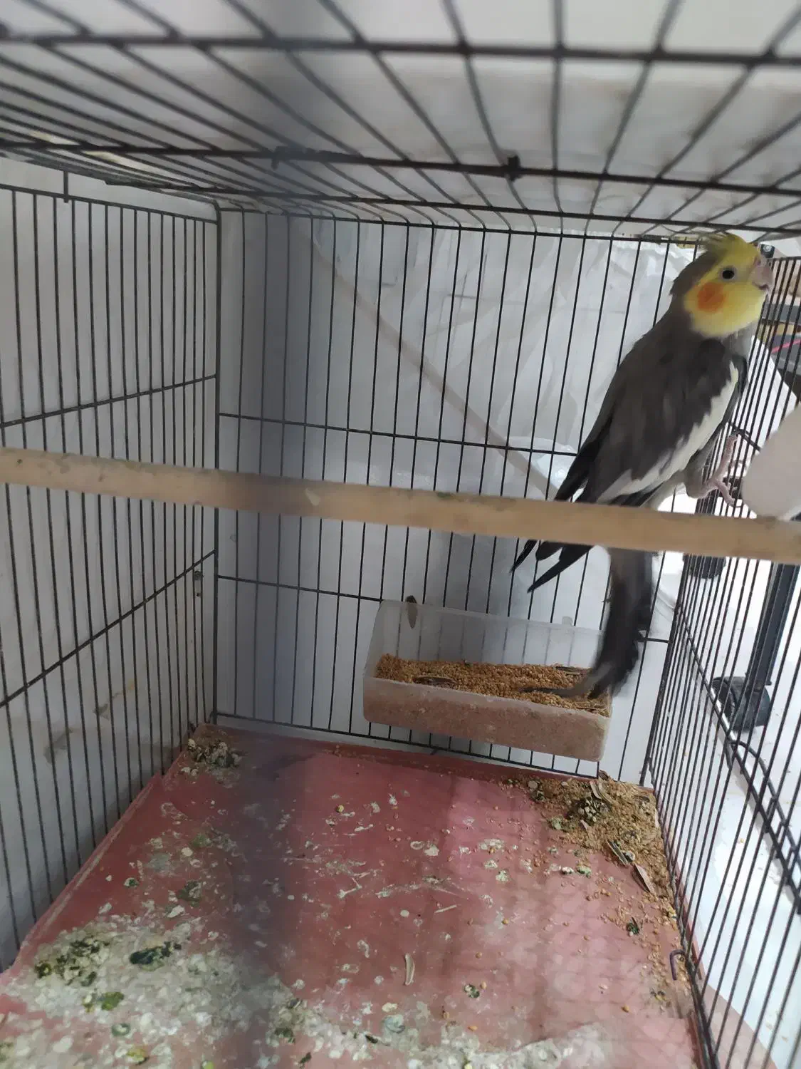 عروس هلندی خاکستری نر|پرنده|خورموج, |دیوار