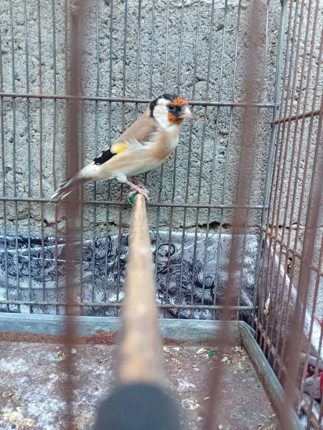 وسایل تزیینی|مجسمه، تندیس، ماکت|میاندوآب, |دیوار