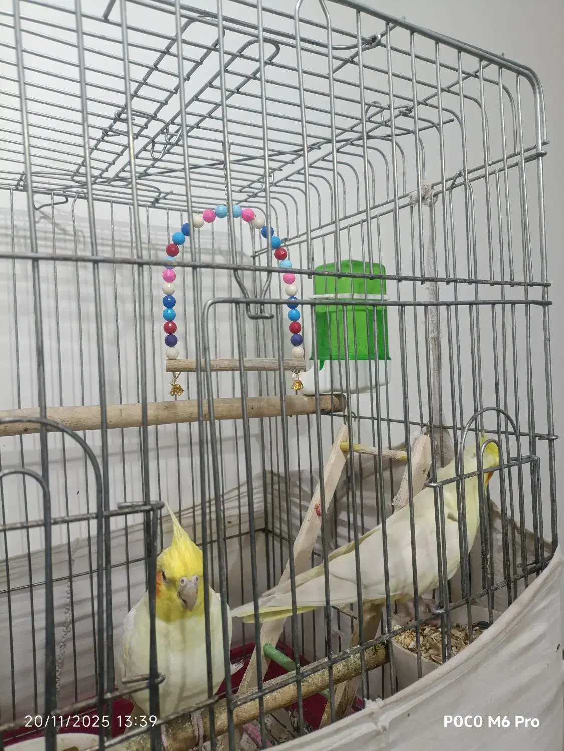 عروس هلندی|پرنده|بهاباد, |دیوار