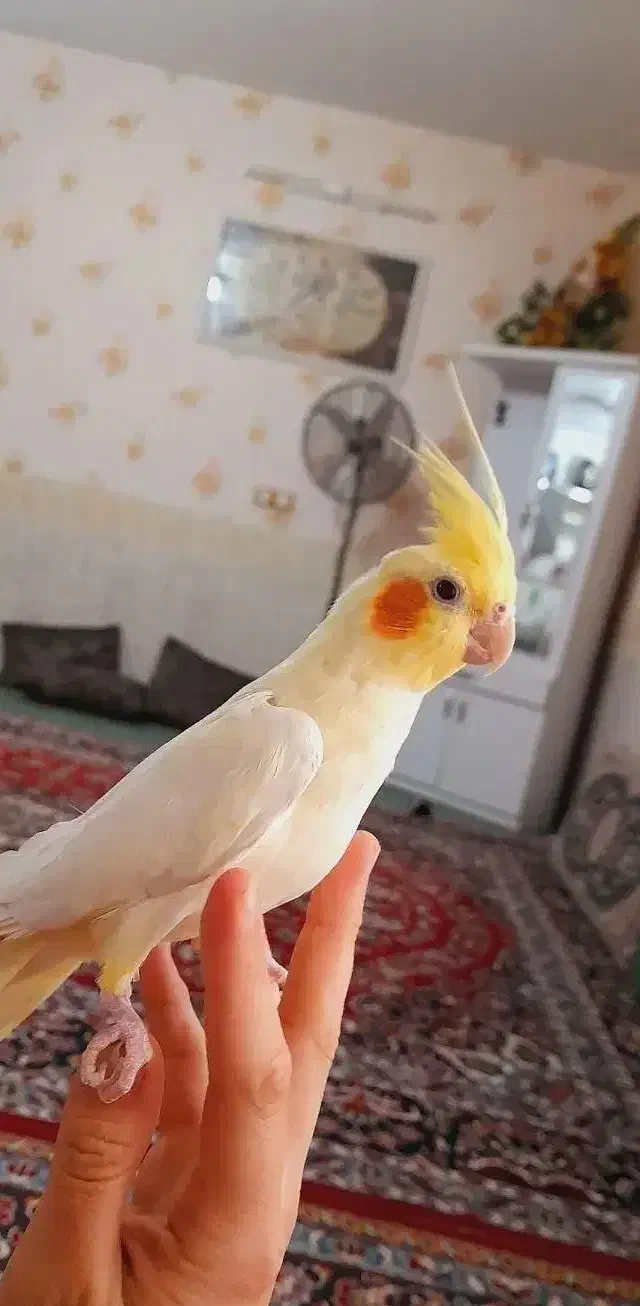 گمشده|حیوانات|قوچان, |دیوار