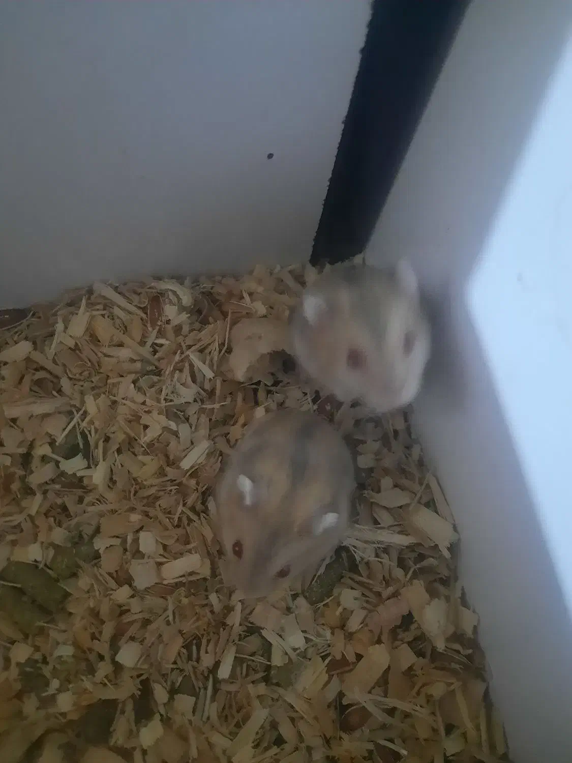 همستر کمپل، گلد، چشم قرمز|موش و خرگوش|تهران, جابری|دیوار