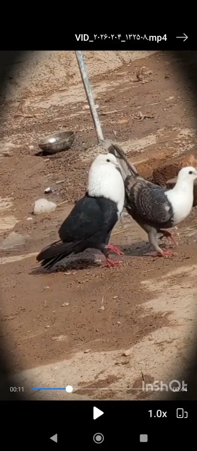 مداد|لوازم التحریر|قوچان, |دیوار