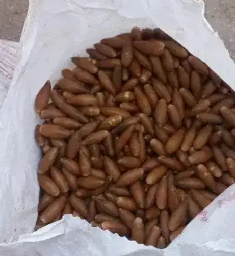 بلوط تناژ موجوده|عمدهفروشی|شیراز, دانشکده کشاورزی دانشگاه شیراز|دیوار