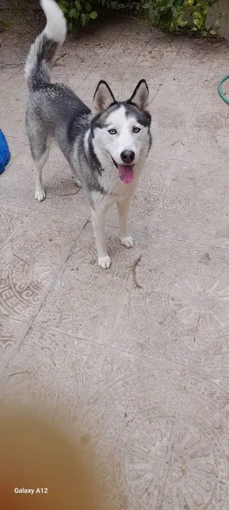 واگذاری هاسکی زیبا|سگ|شیراز, عفیف‌آباد|دیوار