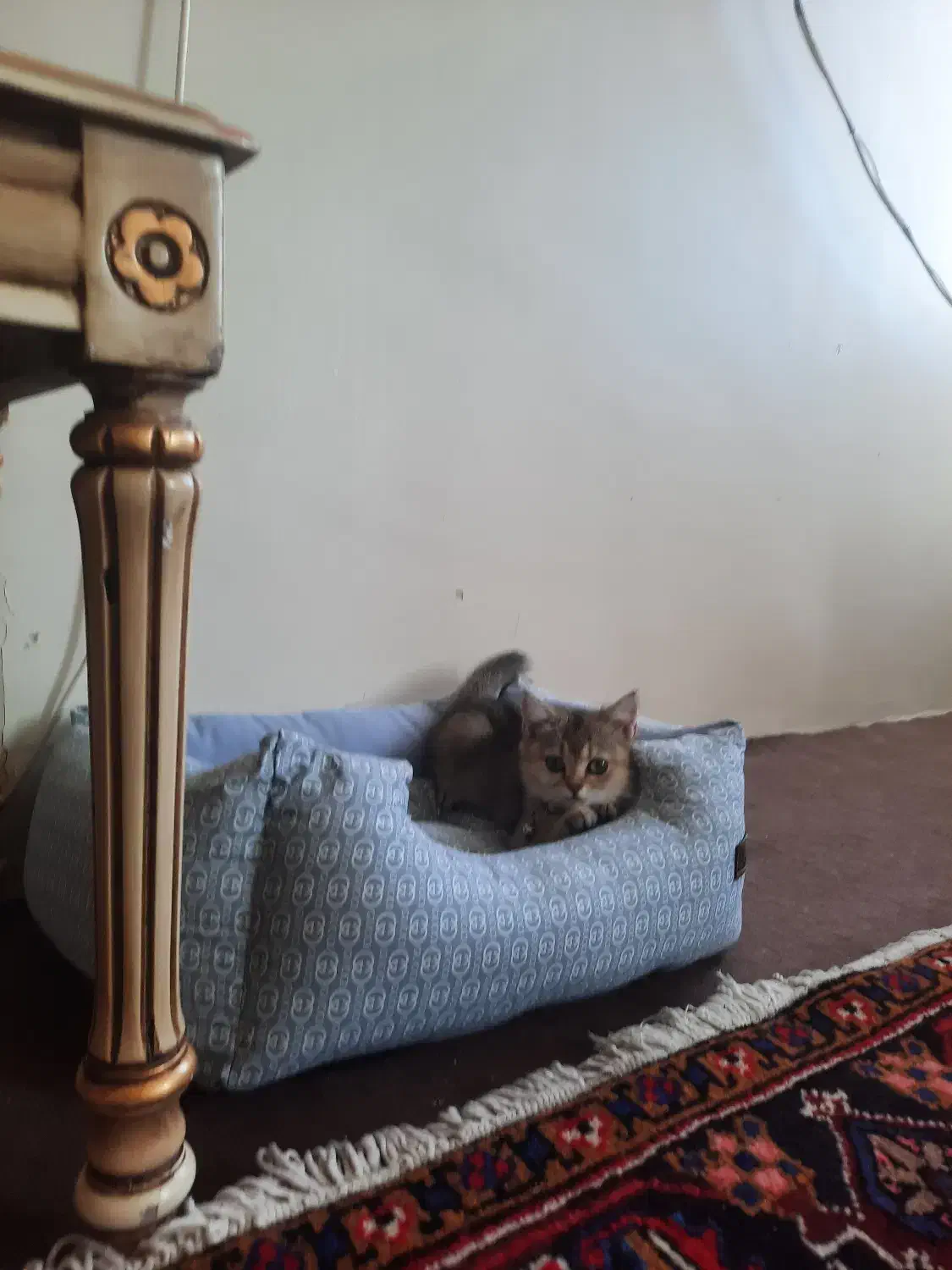 گربه بریتیش|گربه|تبریز, |دیوار