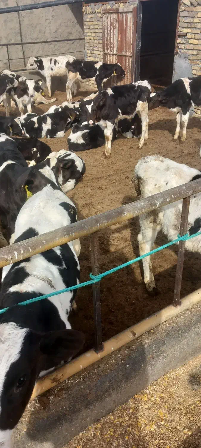 فروش گوساله قطع شیر|حیوانات مزرعه|ساروق, |دیوار