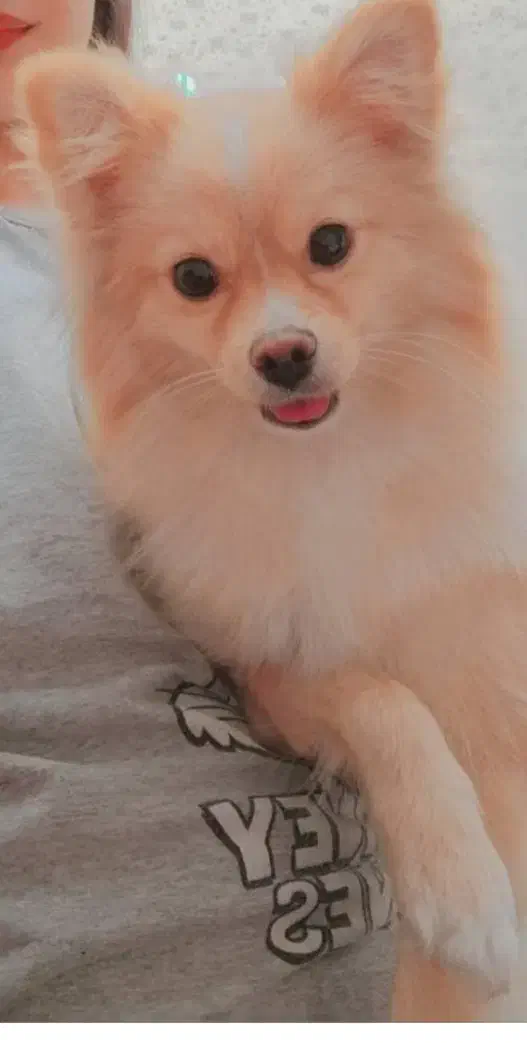 سگ پامر روباهی|سگ|شیراز, شهرک ترکان|دیوار