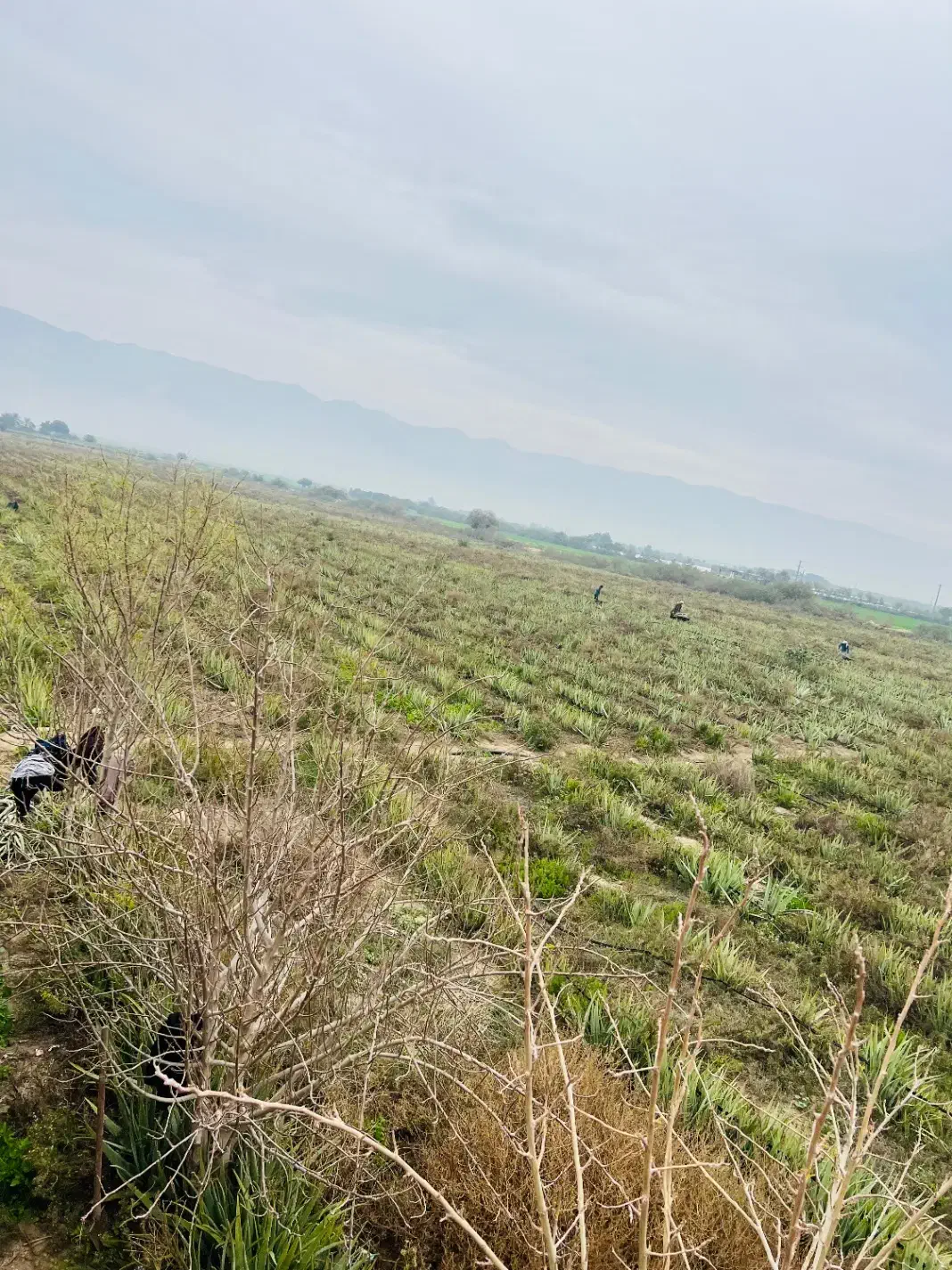 فروش آلوئه ورا|گل و گیاه طبیعی|لامرد, |دیوار