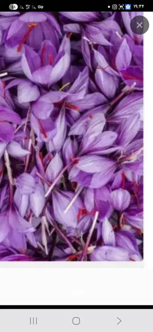 گل زعفران درجه یک.تربت|خوردنی و آشامیدنی|مشهد, نیروی هوایی|دیوار