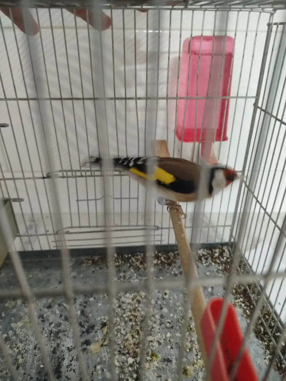 سهره|پرنده|الیگودرز, |دیوار