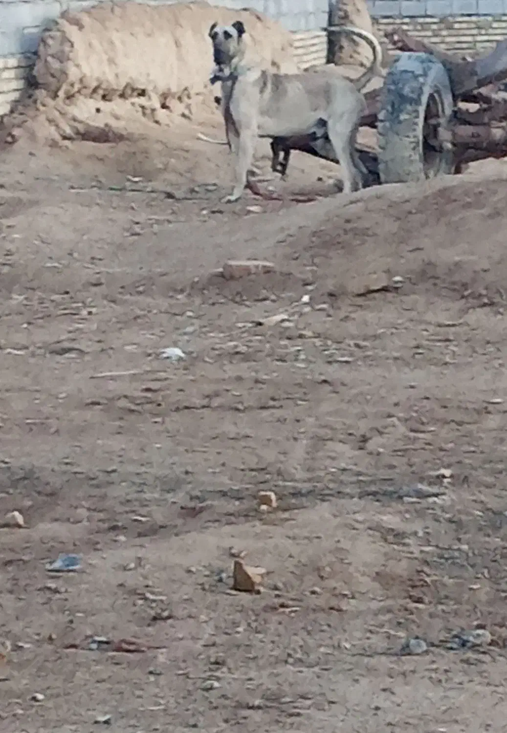 سگ سرابی|سگ|معصومیه, |دیوار