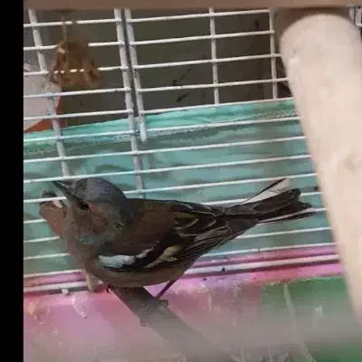 سهره|پرنده|کنگاور, |دیوار