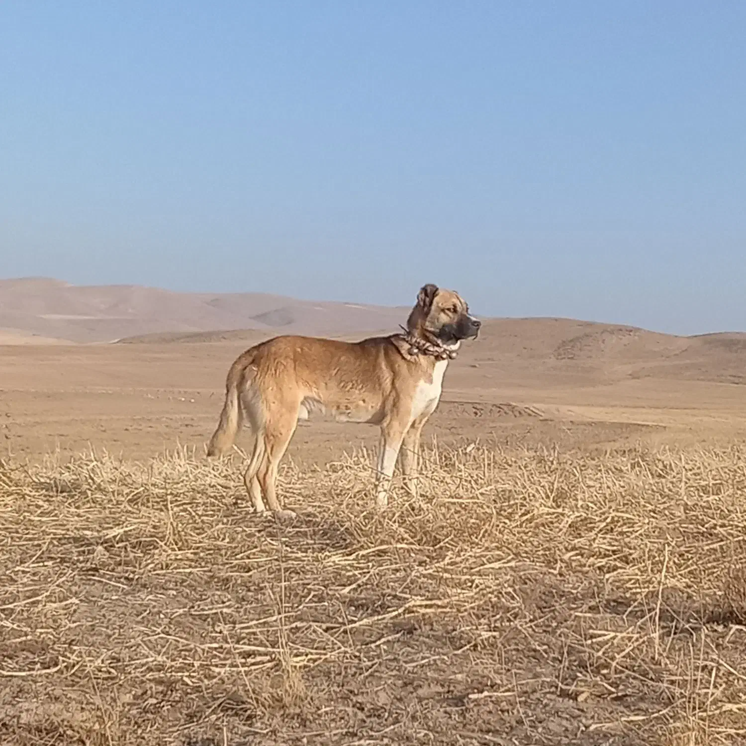 سگ قوچان|حیوانات|قوچان, |دیوار