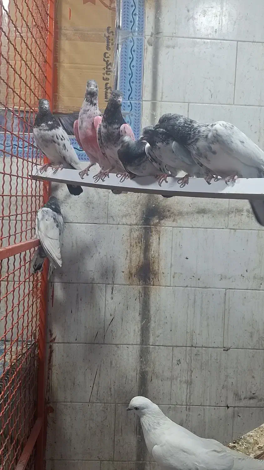 شیخ بلند گرد|پرنده|بندر ماهشهر, |دیوار