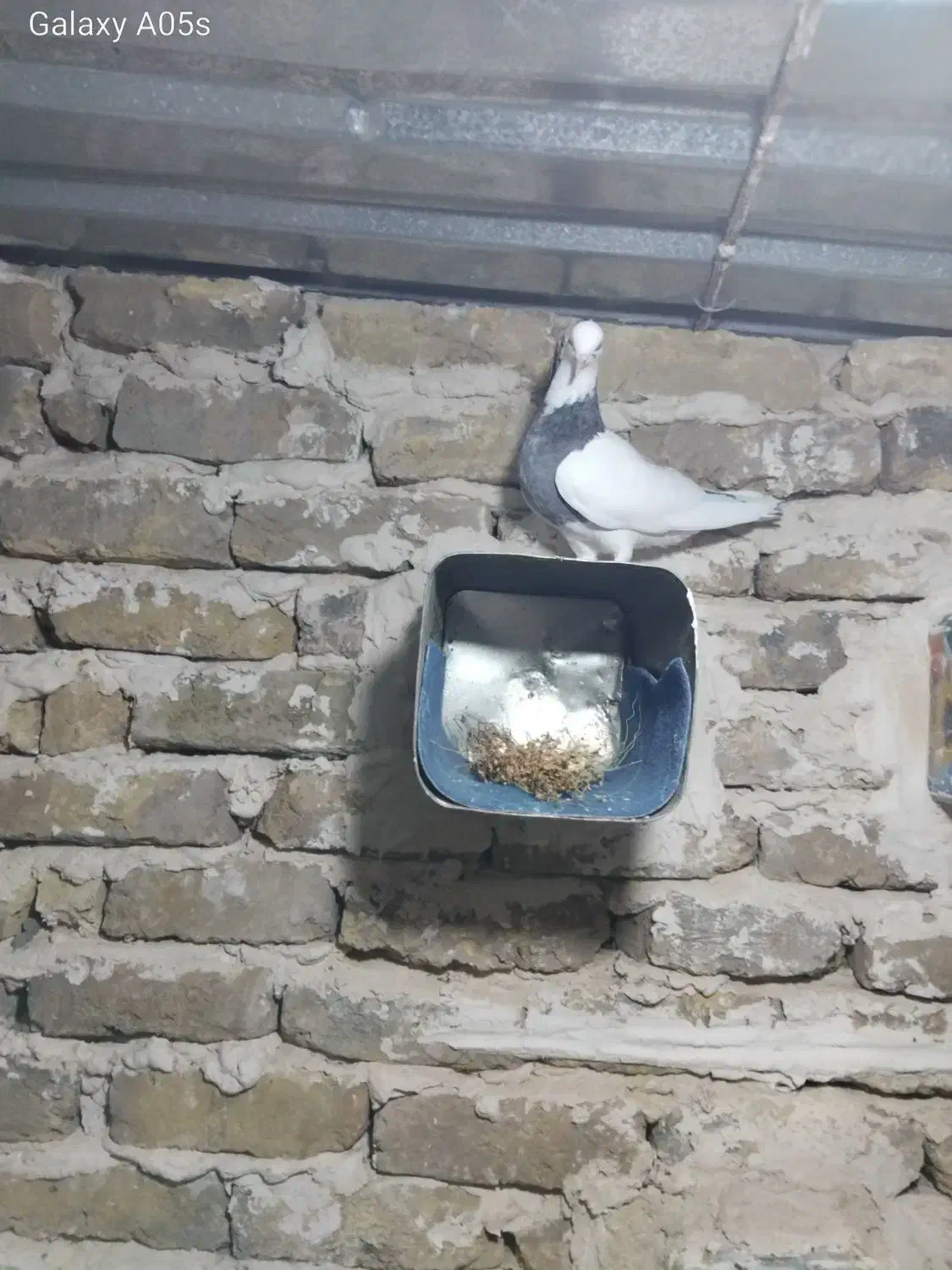 کفتر طوقی|پرنده|فریمان, |دیوار