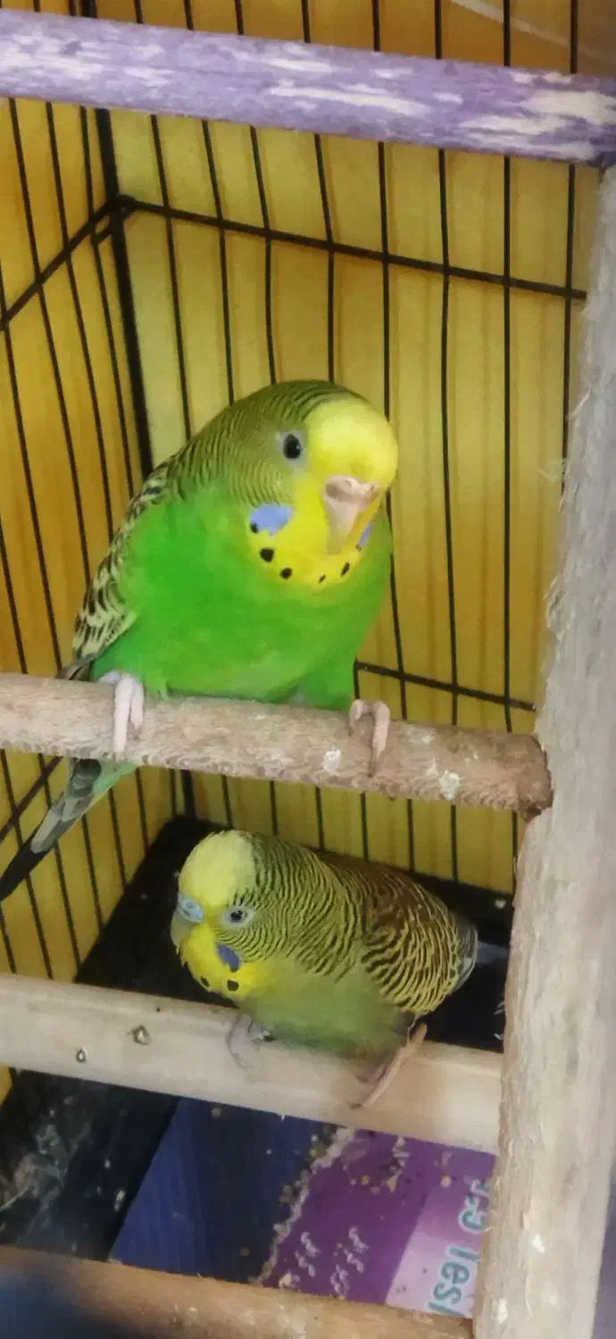 یک جفت قناری مولد|پرنده|نوشهر, |دیوار