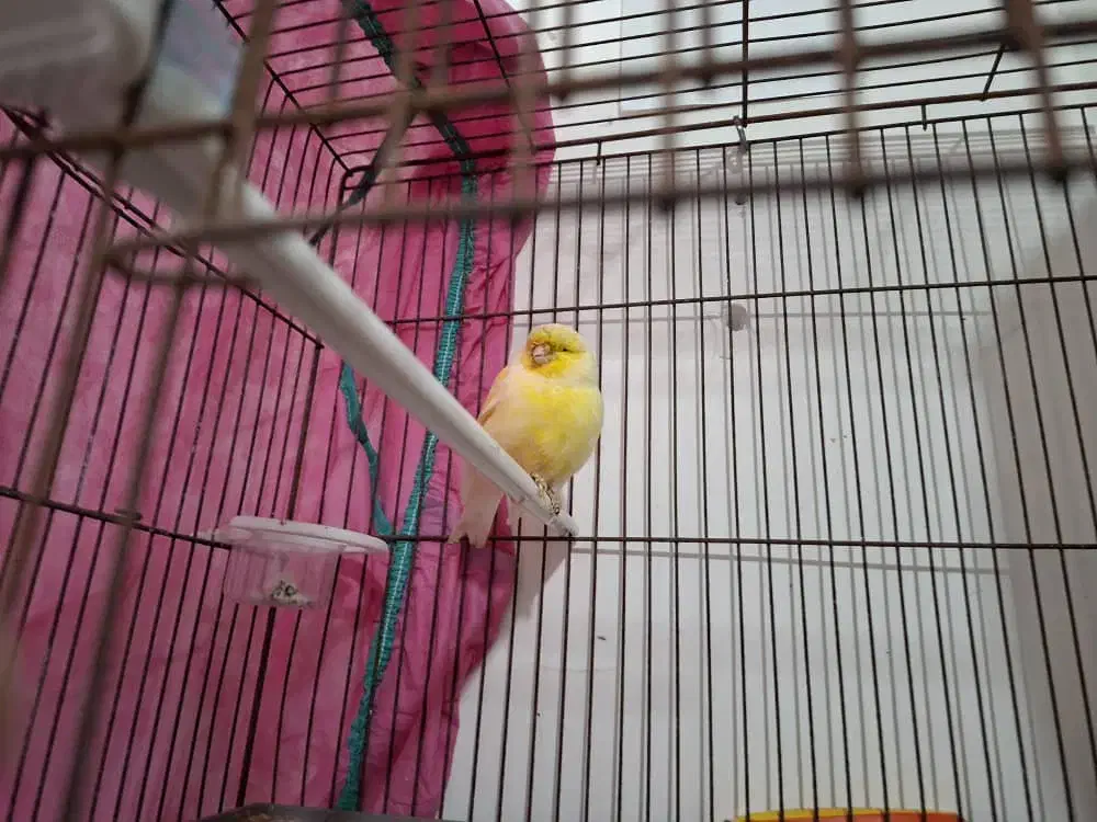 قناری گلاستر نر|پرنده|رشت, یخسازی|دیوار