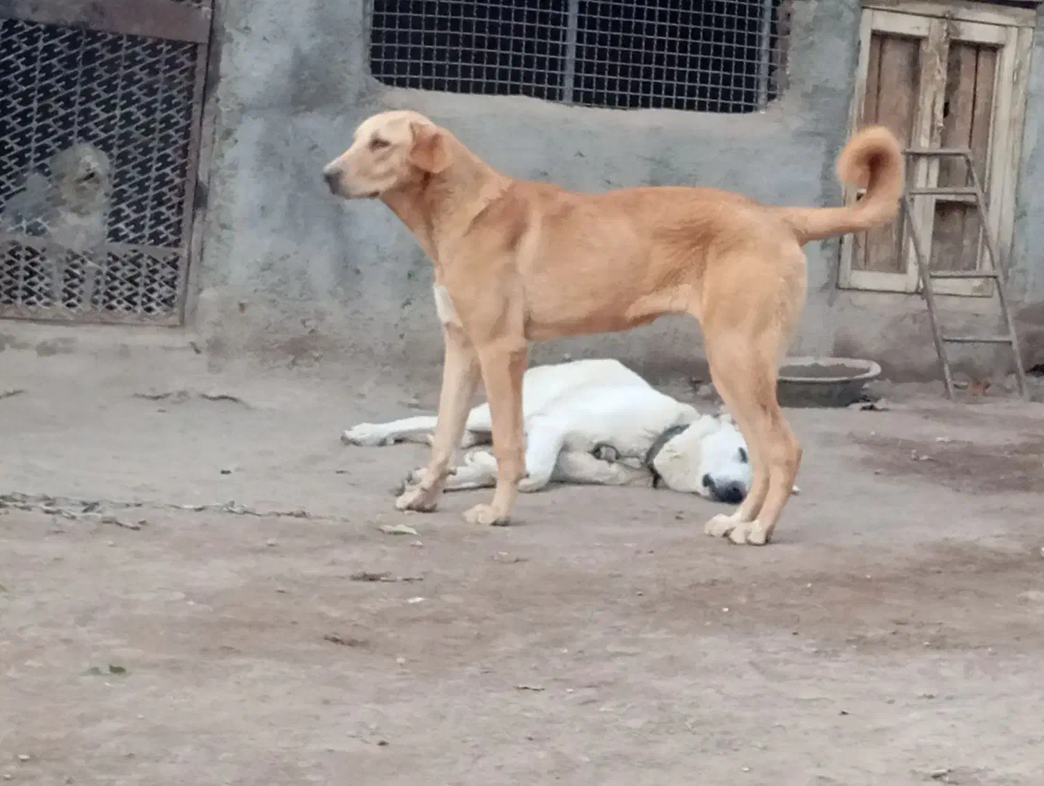 سگ عراقی|سگ|آذرشهر, |دیوار