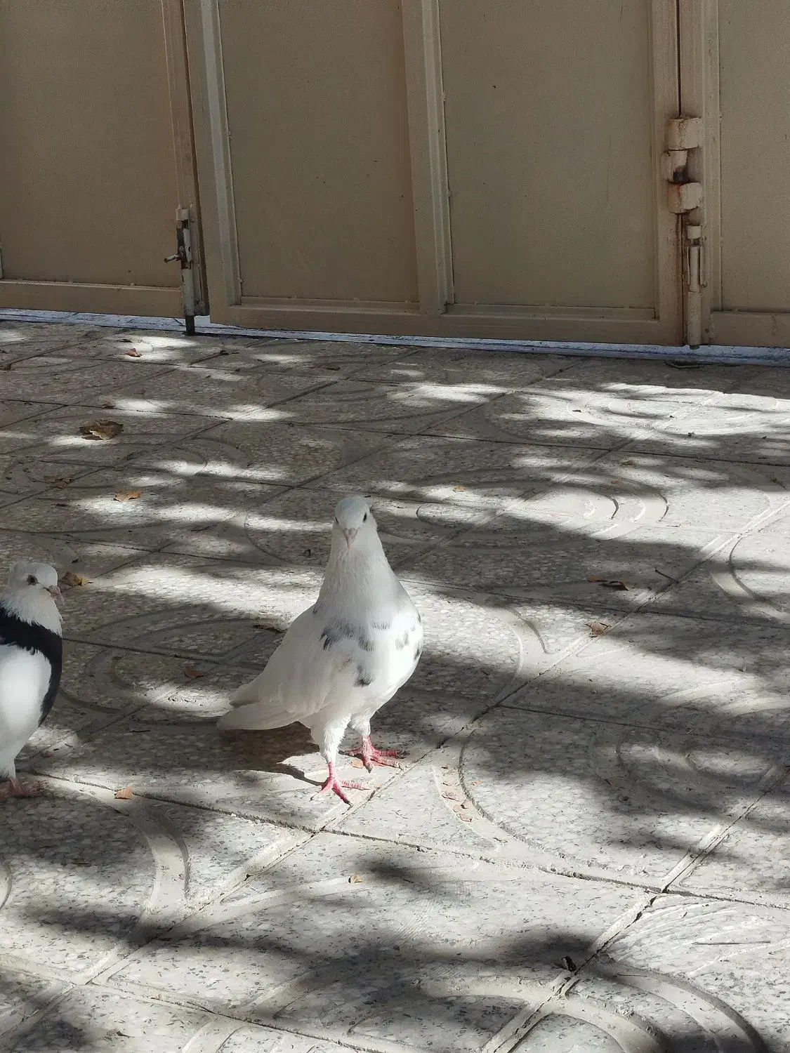 طوقی نقد و معاوضه با عروس هلندی|پرنده|یاسوج, |دیوار