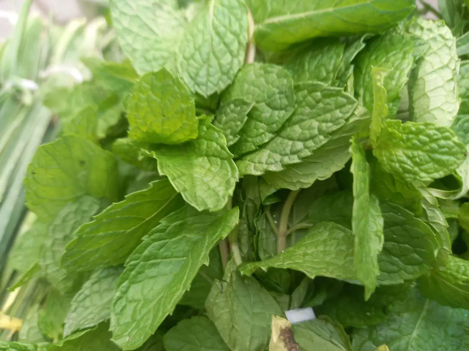 سبزی بسته بندی کوکویی کوفته ای پلویی خوردن|خوردنی و آشامیدنی|گرگان, |دیوار