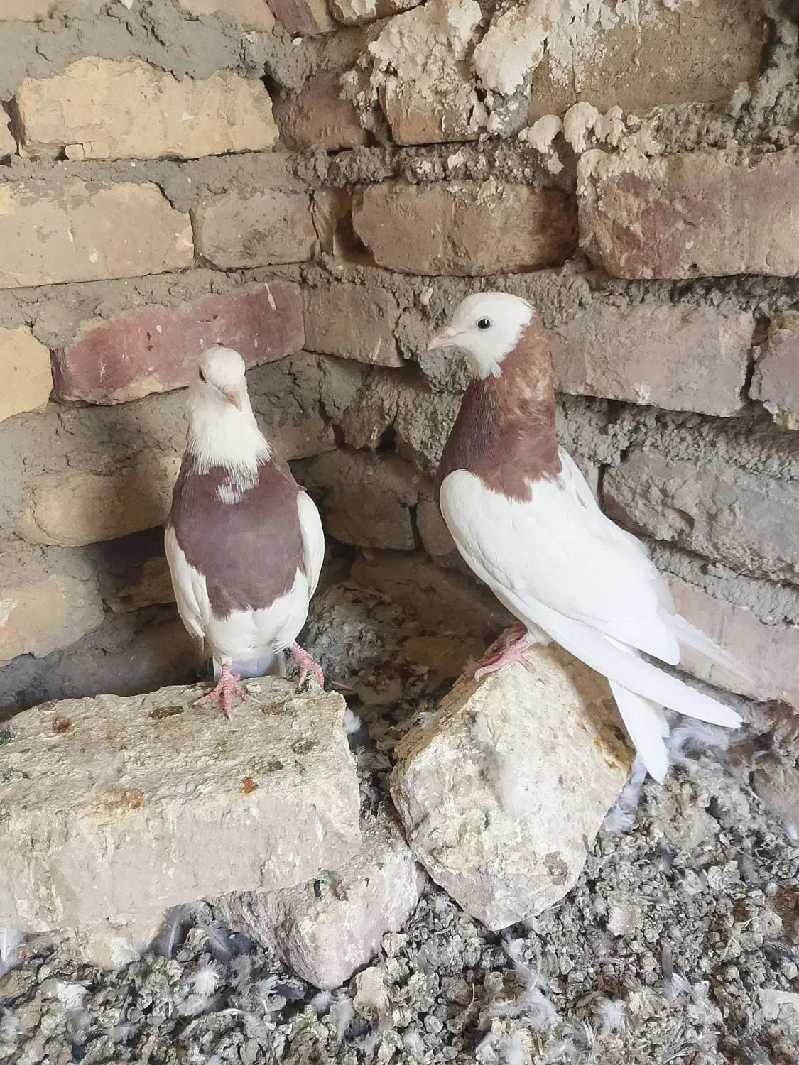 کبوتر|پرنده|زابل, |دیوار