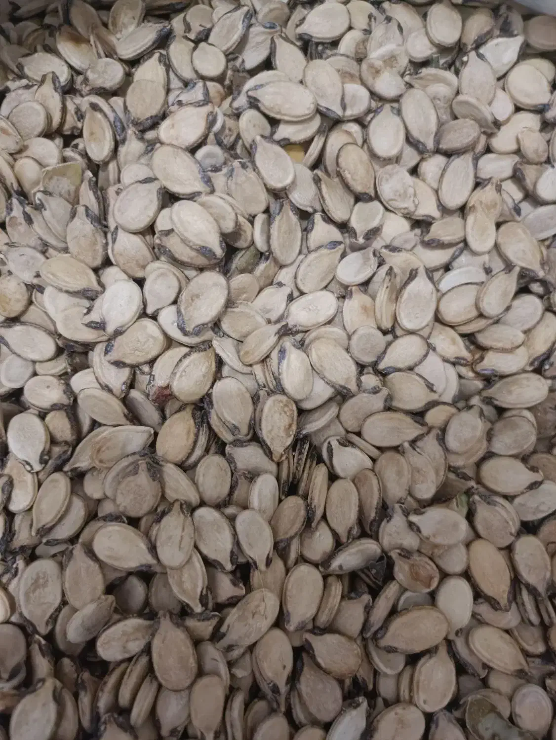 تخمه هندوانه و آفتابگردان وخاکشیر|عمده‌فروشی|سرچهان, |دیوار