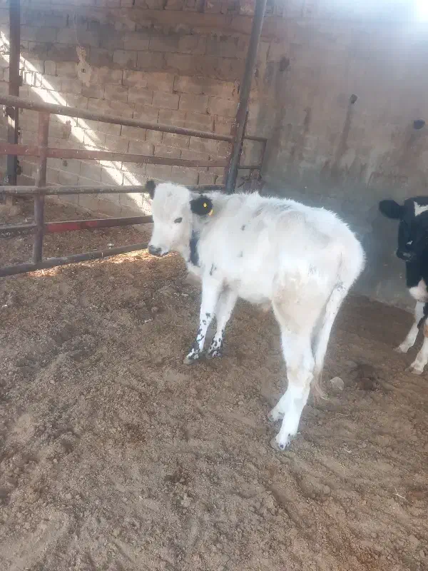 7 راس گوساله نر|حیوانات مزرعه|طسوج, |دیوار
