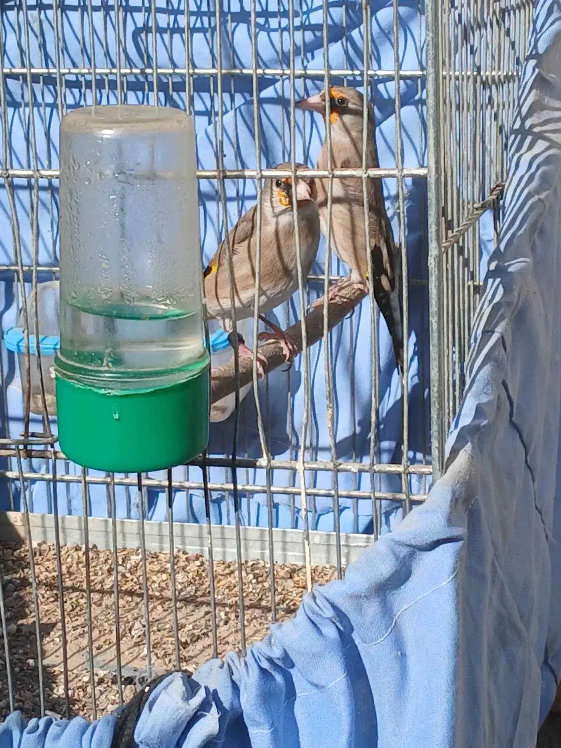 سهره نر|پرنده|بجنورد, |دیوار