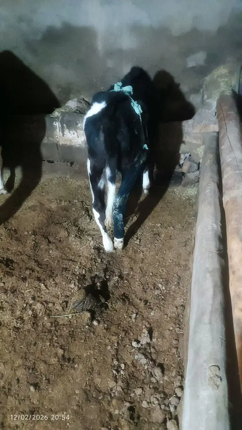 گاو|حیوانات مزرعه|بزینه رود, |دیوار