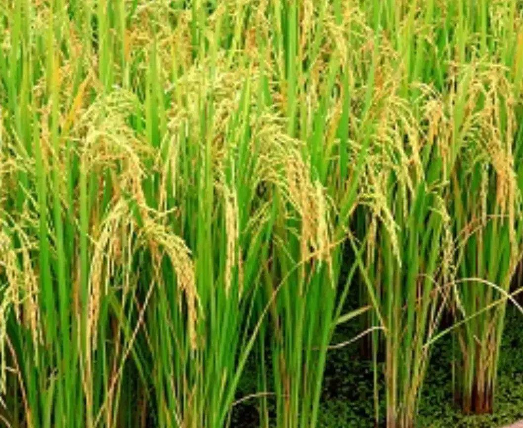 فروش پوشال شلتوک(برنج)کاه برنج|عمده‌فروشی|مرودشت, فیروزی|دیوار