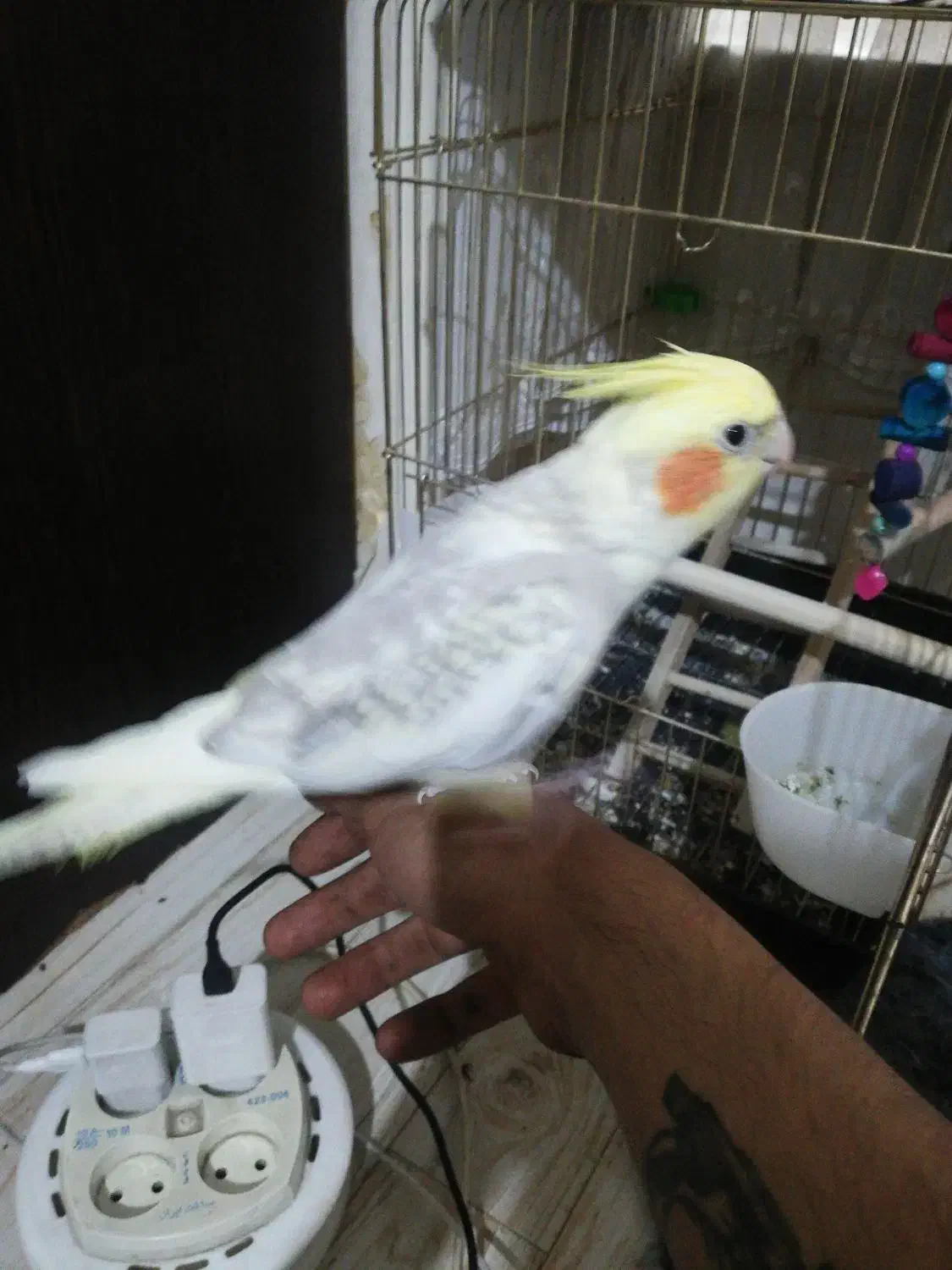 عروس هلندی رام سخنگو|پرنده|تهران, منیریه|دیوار