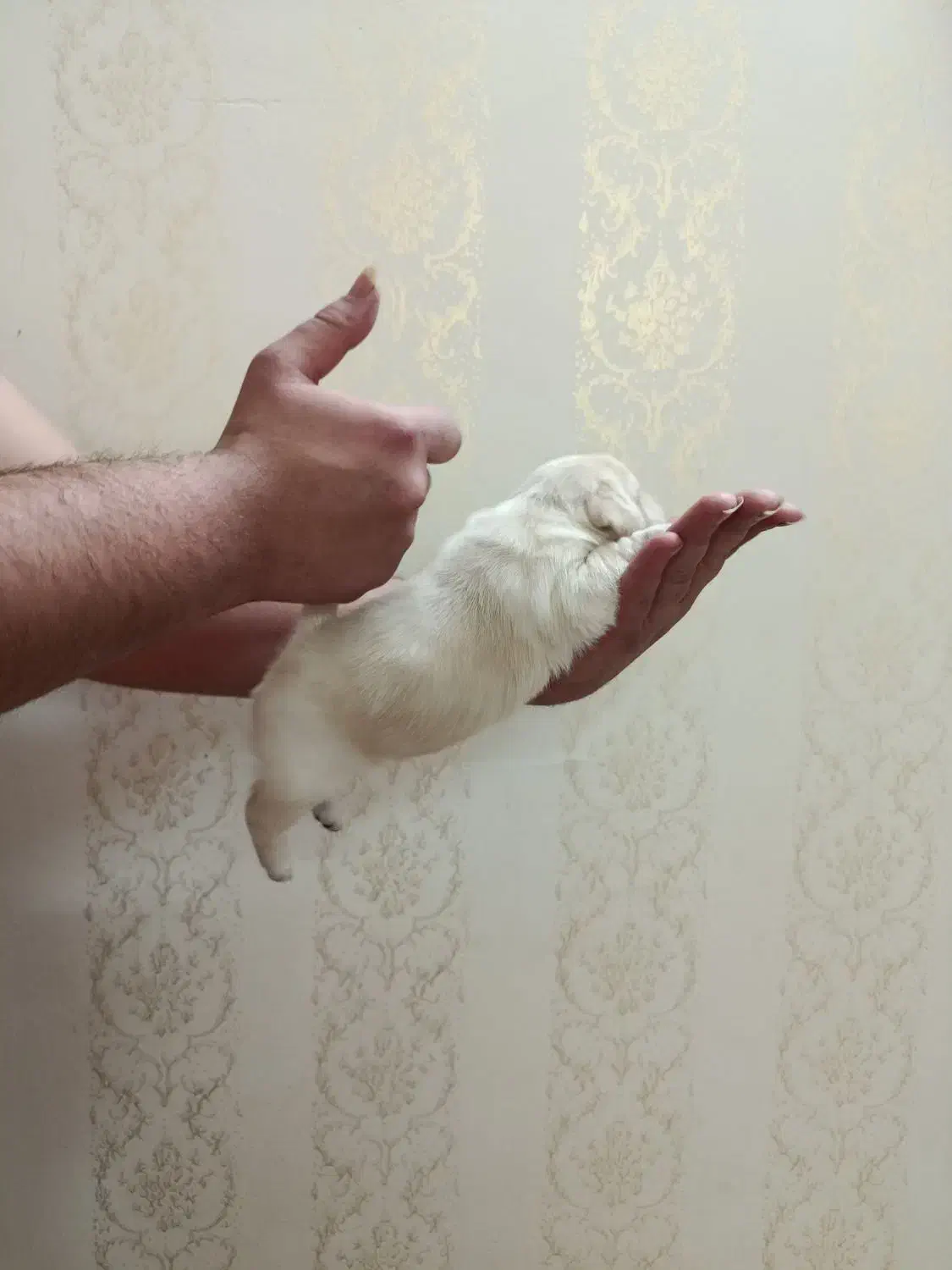 سگ پامر اشپیتز|سگ|اردبیل, |دیوار