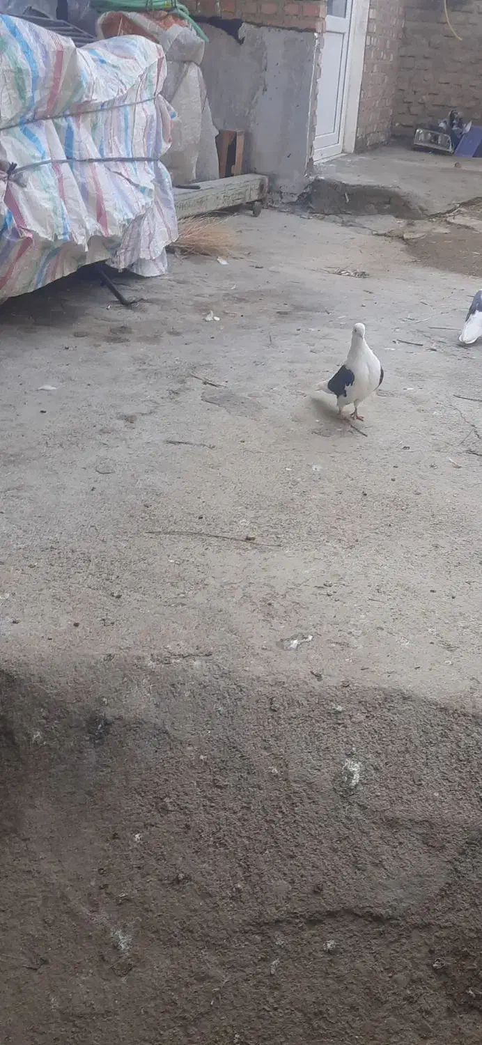 کفتر|پرنده|بوکان, |دیوار