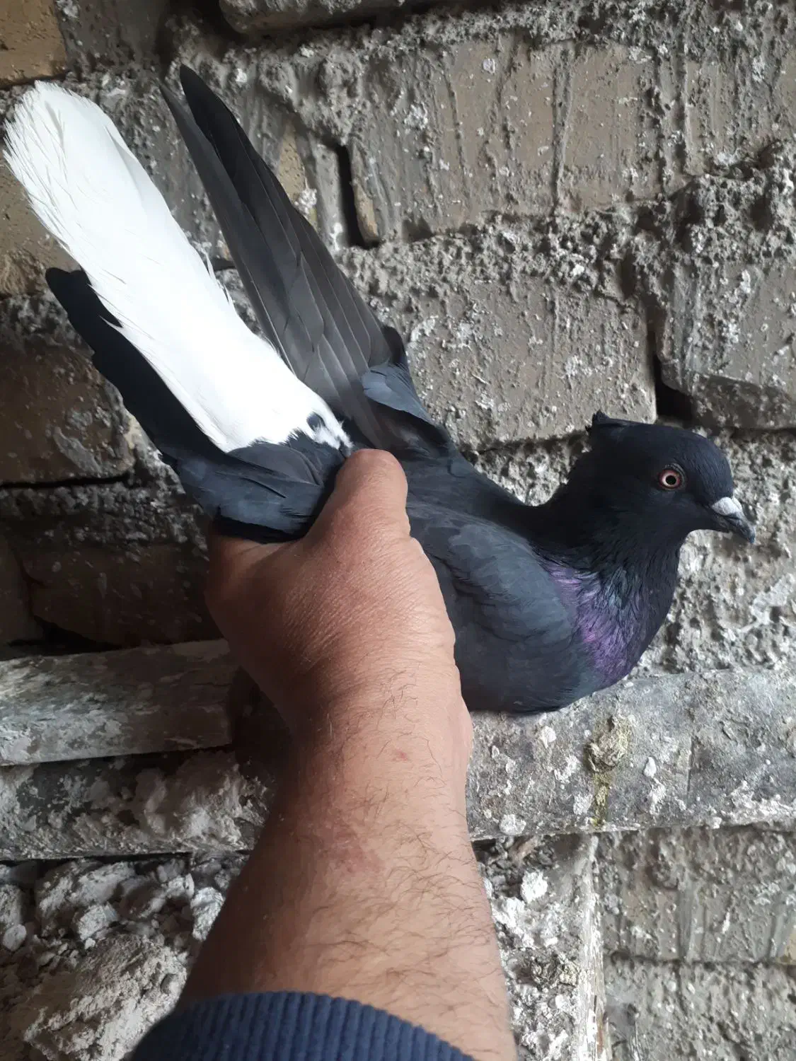 کبوتر دم سفید ۴عدد ابهر|پرنده|ابهر, |دیوار