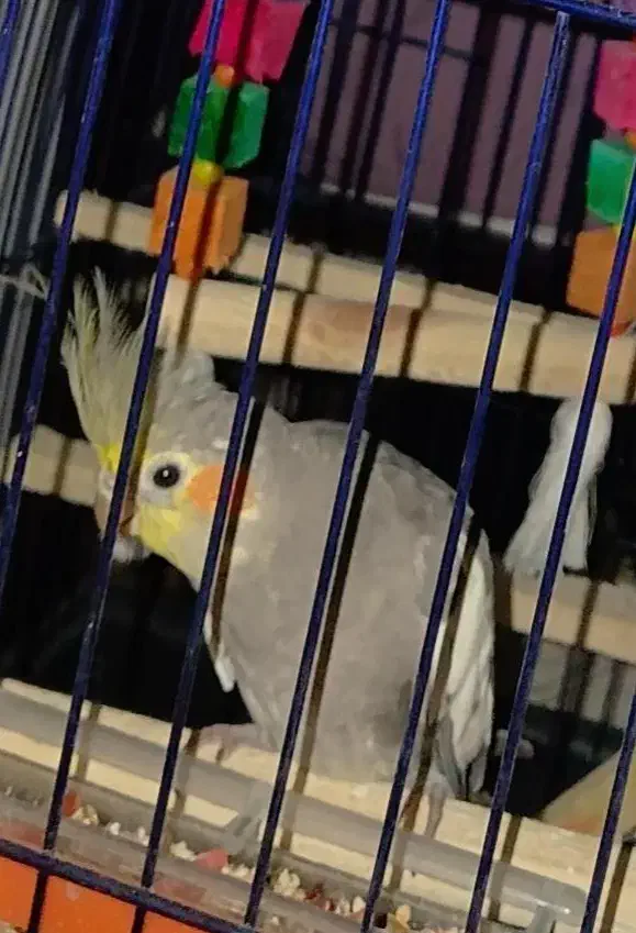 عروس هلندی|پرنده|لوندویل, |دیوار