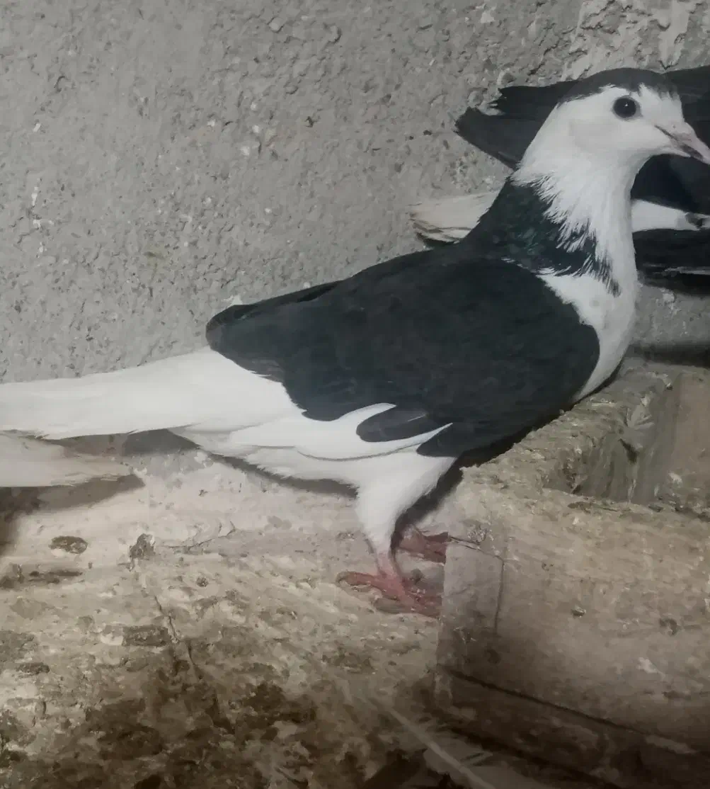 غهخبلهتت|کالسکه و لوازم جانبی|شادمهر, |دیوار